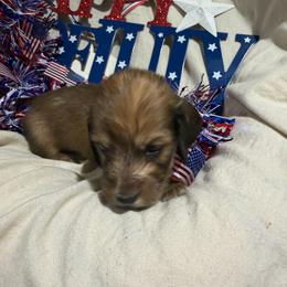 Pink collar female - Red female Dachshund puppy in Pleasant Plains, Arkansas from JGBs Silver Spur Dachshunds