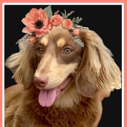 Briar - Dachshund