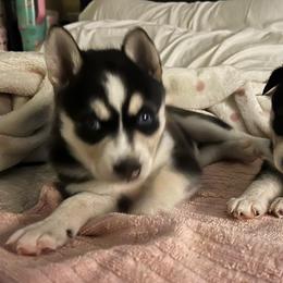 Little girl - Black and white female Alaskan Klee Kai puppy in Little Elm, Texas from Lakeside Alaskan Klee Kai