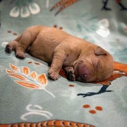 Berry - Yellow male Labrador Retriever puppy in Isle, Minnesota from Dog Ear Outfitters