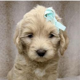 Cloudy - Cream female Australian Labradoodle puppy in Upland, California from Kings Labradoodles