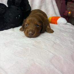 Dylan - Wheaten male Dachshund puppy in Lake City, Florida from My Ditzy Doxies of Florida