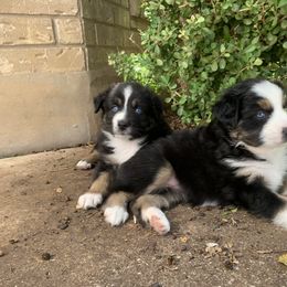 Miniature Australian Shepherd Puppies from Firefly River Mini Aussies