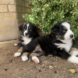 Miniature Australian Shepherd Puppies from Firefly River Mini Aussies