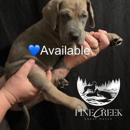 George - Great Dane puppy from Pine Creek Great Danes