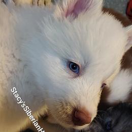 Hogan - White male Siberian Husky puppy in Savannah, Georgia from Stacy's Siberian Huskies