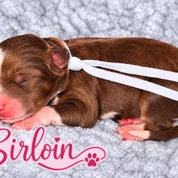 Sirloin - Tri-color female Bernedoodle puppy in Charleston, South Carolina from Palm Belle Doodles