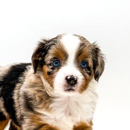 Australian Shepherds, Miniature Australian Shepherds, and Toy Australian Shepherds from Rigas Mini Aussies LLC