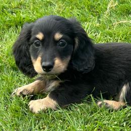Black and Cream Boy - Black and cream male Dachshund puppy in Kalama, Washington from Dazzling Doxies