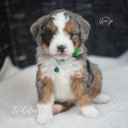 Tri-Color Male - Blue merle female Aussiedoodle puppy in Plain City, Utah from Myers Desert Doodles