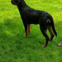 Rottweiler Puppies from Sky Valley Rottweilers