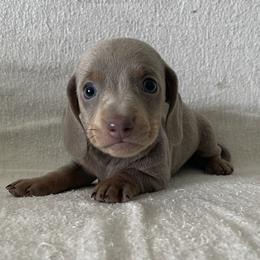 Boy 2 - male Dachshund puppy in Venice, Florida from JD’s Weiner-Wonderland