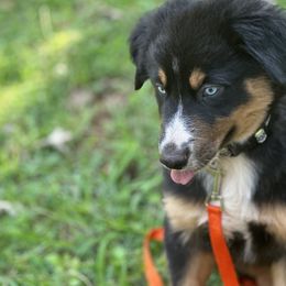Tie-tie Boy 3 - Black tri-color Australian Shepherd puppy in Cleveland, Georgia from J&L Farm