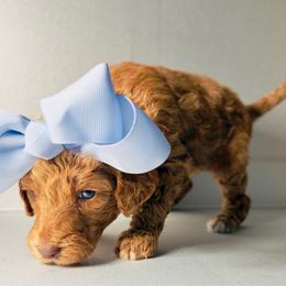 Roxy - Apricot female Goldendoodle puppy in Orlando, Florida from Walk by Faith Doodles