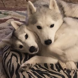 Siberian Husky All Grown Up from Bralin Siberians