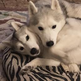Siberian Husky All Grown Up from Bralin Siberians