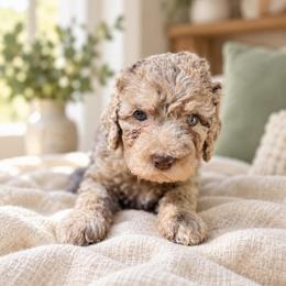 Bubbles - Merle male Goldendoodle puppy in Pollock Pines, California from Penny Lane’s Doodles