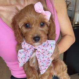 Bella - Red female Cavapoo puppy in Ormond Beach, Florida from Florida Coast Doodles