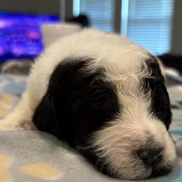 Goldendoodle and Poodle Puppies from Southern Stroll Poodles & Doodles