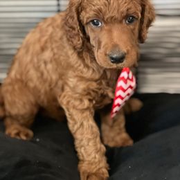 Rocket - Red  male Poodle puppy in Sheridan, California from Renegade Standard Poodles