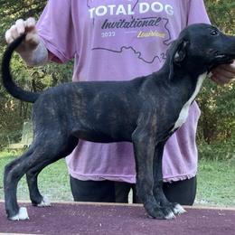 Blue Collar Brindle F - Brindle female Mountain Cur puppy in Georgetown, Ohio from Walnut Ridge Mountain Curs