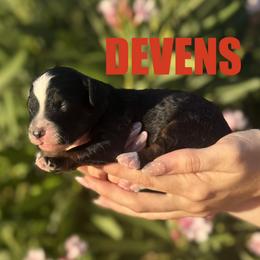 Devens - Tri-color male Bernedoodle puppy in Gilbert, Arizona from Safe Havynn Doodles
