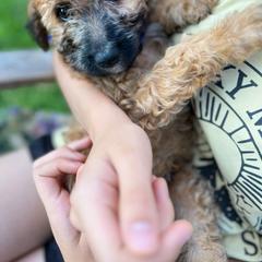 Harry - Wheaten Whoodle puppy in Knoxville, Tennessee from Fleury Farm Doodles TN