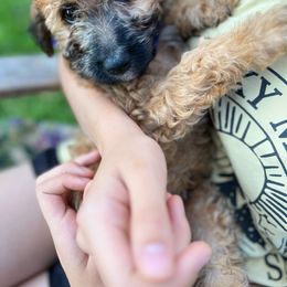 Harry - Wheaten Whoodle puppy in Knoxville, Tennessee from Fleury Farm Doodles TN