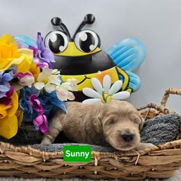 Sunny - Apricot male Goldendoodle puppy in Summerville, South Carolina from Channys Doodles