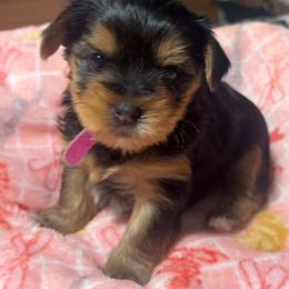 Yorkshire Terrier Puppies from ROYAL PAWS