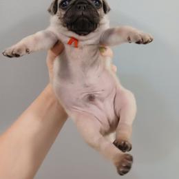 Boy 3 - Fawn male Pug puppy in Auburn, Kentucky from Prentice Family Pugs