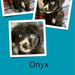 Onyx - Black male Golden Aussiedoodle puppy in Bluefield, Virginia from Love on a Leash