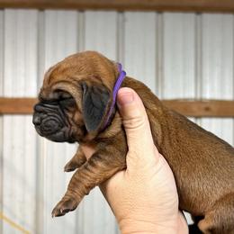 Dally - Red female Bloodhound puppy in Marvell, Arkansas from Hat Creek Kennel
