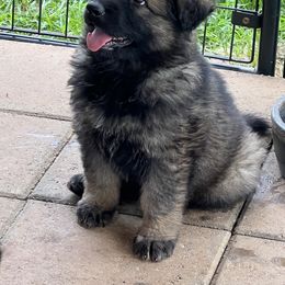 Boy 1 - German Shepherd puppy in Villa Rica, Georgia from Von Wolf GSD’S