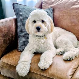 Pepper - Goldendoodle