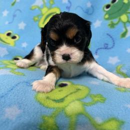 Jake - Tri-color male Cavalier King Charles Spaniel puppy in Poyen, Arkansas from Joels Angels Cavaliers