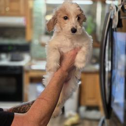 Apollo - Parti male Goldendoodle puppy in Milton, Florida from Sutton Place Doodles