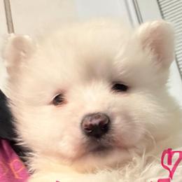 Pink Girl - White female Samoyed puppy in Hellertown, Pennsylvania from O’blako Samoyeds