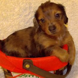 AKC-Tarzan - 2500 - Dapple male Dachshund puppy in Albertville, Alabama from Jana Rae's