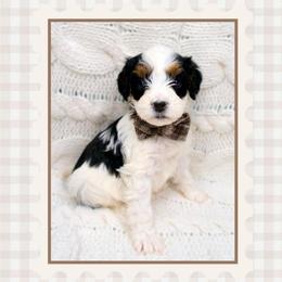 Bernard - Black and white male Bernedoodle puppy in Bowling Green, Ohio from Windy Creek Doodles