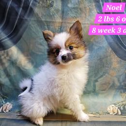 Noel - White female Companion Cross puppy in Davenport, Washington from Lovely Ladies and Little Asses Miniature Equines (L3A Pomeranians & Papillons)