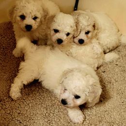 Bichon Frise Puppies from Laura Magpali