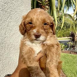 Boy 1 - Apricot male Goldendoodle puppy in San Diego, California from Goldendoodles & Poodles of San Diego