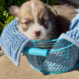 Orange - Sable male Pembroke Welsh Corgi puppy in Wheatland, California from Emerald Corgis