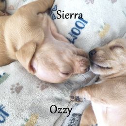 Dachshund Puppies from Costal Cream Doxies