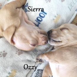 Dachshund Puppies from Costal Cream Doxies