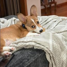 DOLLY MIKO BOY - Sable male Pembroke Welsh Corgi puppy in Odessa, Missouri from LOYAL T K9's CORGIS