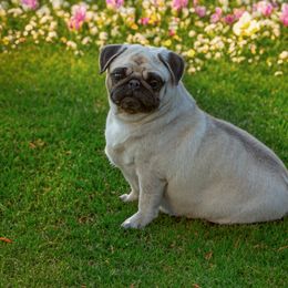 French Bulldog and Pug All Grown Up from FurEver Canine