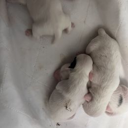 Pearl - White and black Chinese Crested puppy in Natick, Massachusetts from Mindy Dobrow's Chinese Crested Puppies and standard poodles