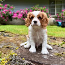 Blenheim Boy - Blenheim male Cavalier King Charles Spaniel puppy in Snohomish, Washington from The Cavi Pack